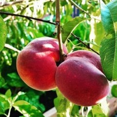 Tüplü Aşılı Kırmızı Elegant Şeftali Fidanı