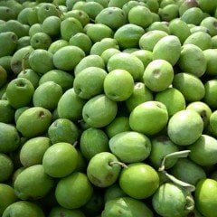 İri Taneli Kırmalık Tüplü Aşılı Çekişte Zeytin Fidanı