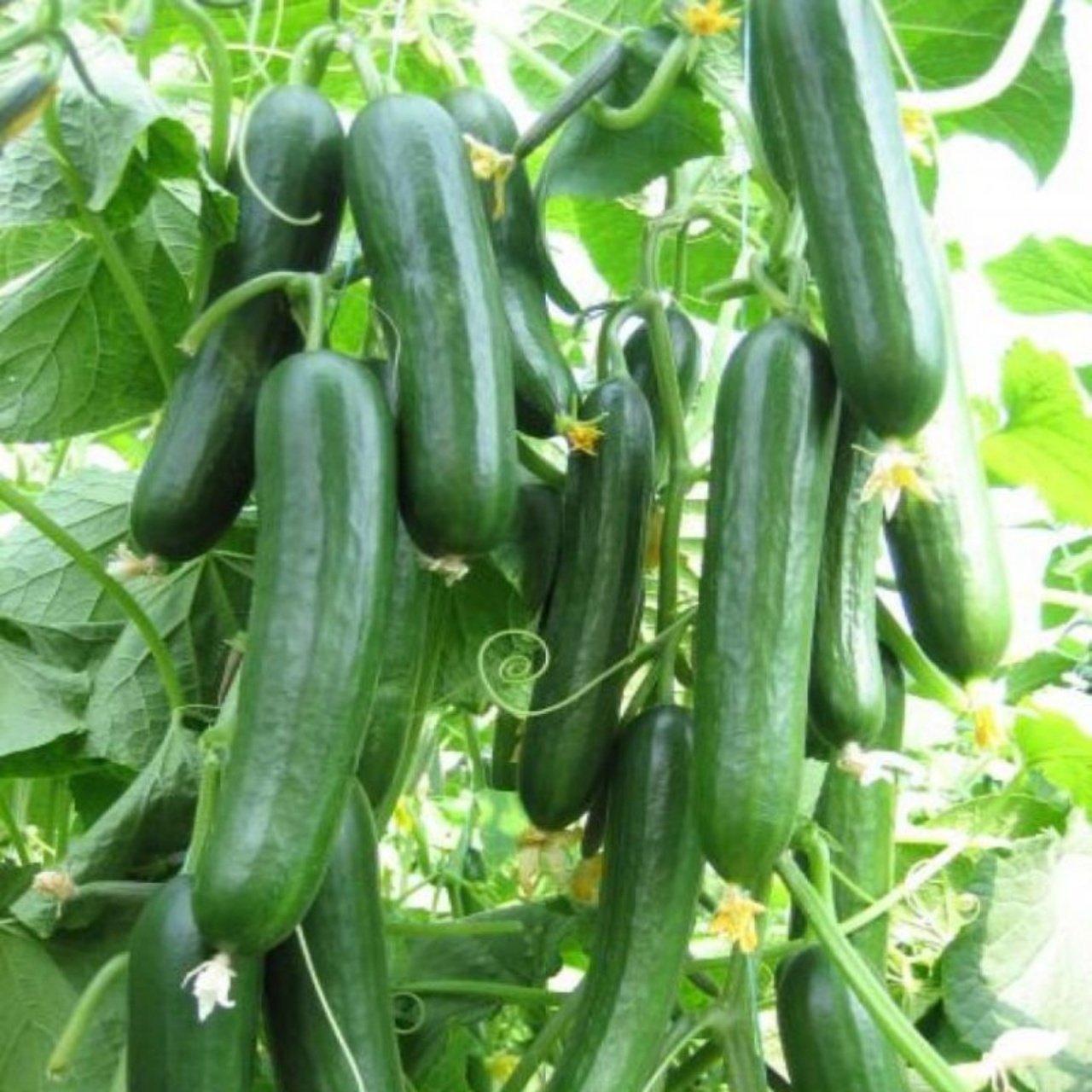 Panama Sırık Hıyar Salatalık Fidesi (5 Adet)