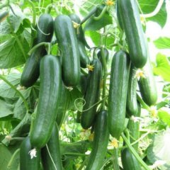 Panama Sırık Hıyar Salatalık Fidesi (5 Adet)