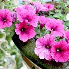 Sweetunia Rose Gem Çiçekli Petunya Fidesi (3 adet)