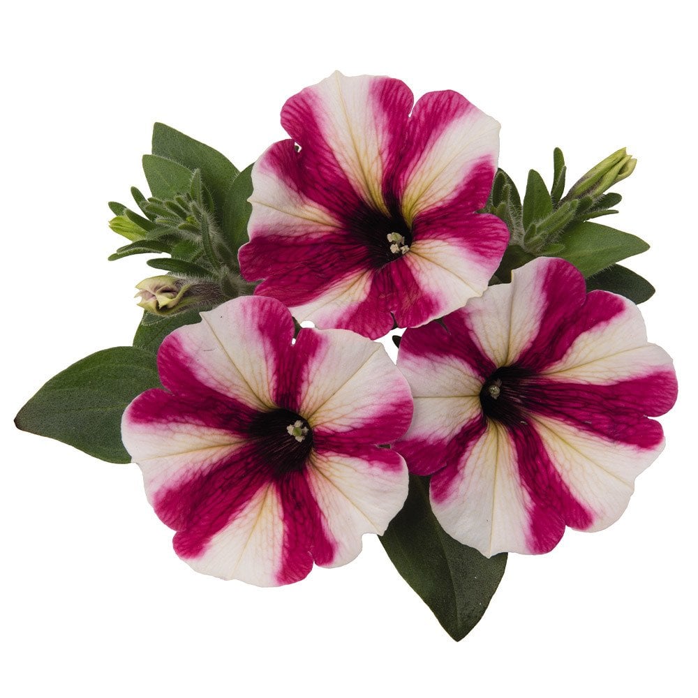 Sweetunia Hot Pink Çiçekli Petunya Fidesi (3 adet)
