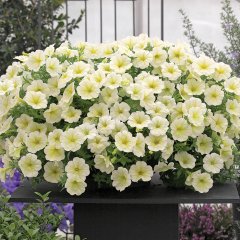 Potunia Plus Sarı Çiçekli Petunya Fidesi (3 adet)