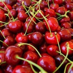 Tüplü Aşılı İri Meyveli Bol Verimli Stella Kiraz Fidanı