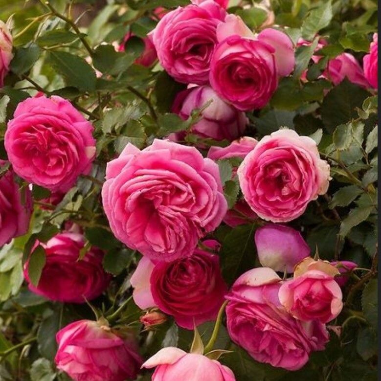 Tüplü Soğuklara Dayanıklı Kokulu Rosa Rampicanti Pembe Sarmaşık Gül Fidanı