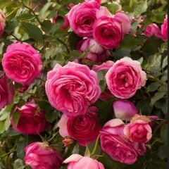 Tüplü Soğuklara Dayanıklı Kokulu Rosa Rampicanti Pembe Sarmaşık Gül Fidanı