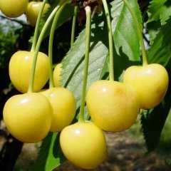 Tüplü Aşılı Bol Verimli Starks Gold Sarı Kiraz Fidanı