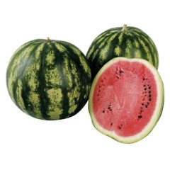 Bol Sulu Crimson Sweet Karpuz Fidesi (5 Adet)
