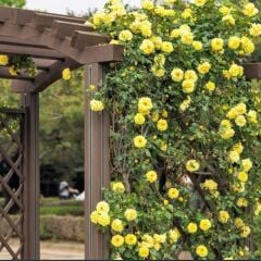 Tüplü Koleksiyonluk Rosalinda Sarı Yediveren Sarmaşık Gül Fidanı