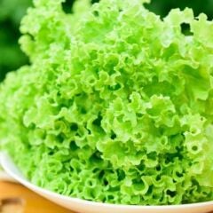 Super Giant İri Kıtır Kıtır Yemesi Olan Yeşil Kıvırcık Marul Tohumu (100 Tohum)