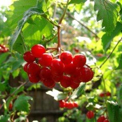 Tüplü Doğal Girebolu Girabolu Fidanı (Sınırlı Stok)