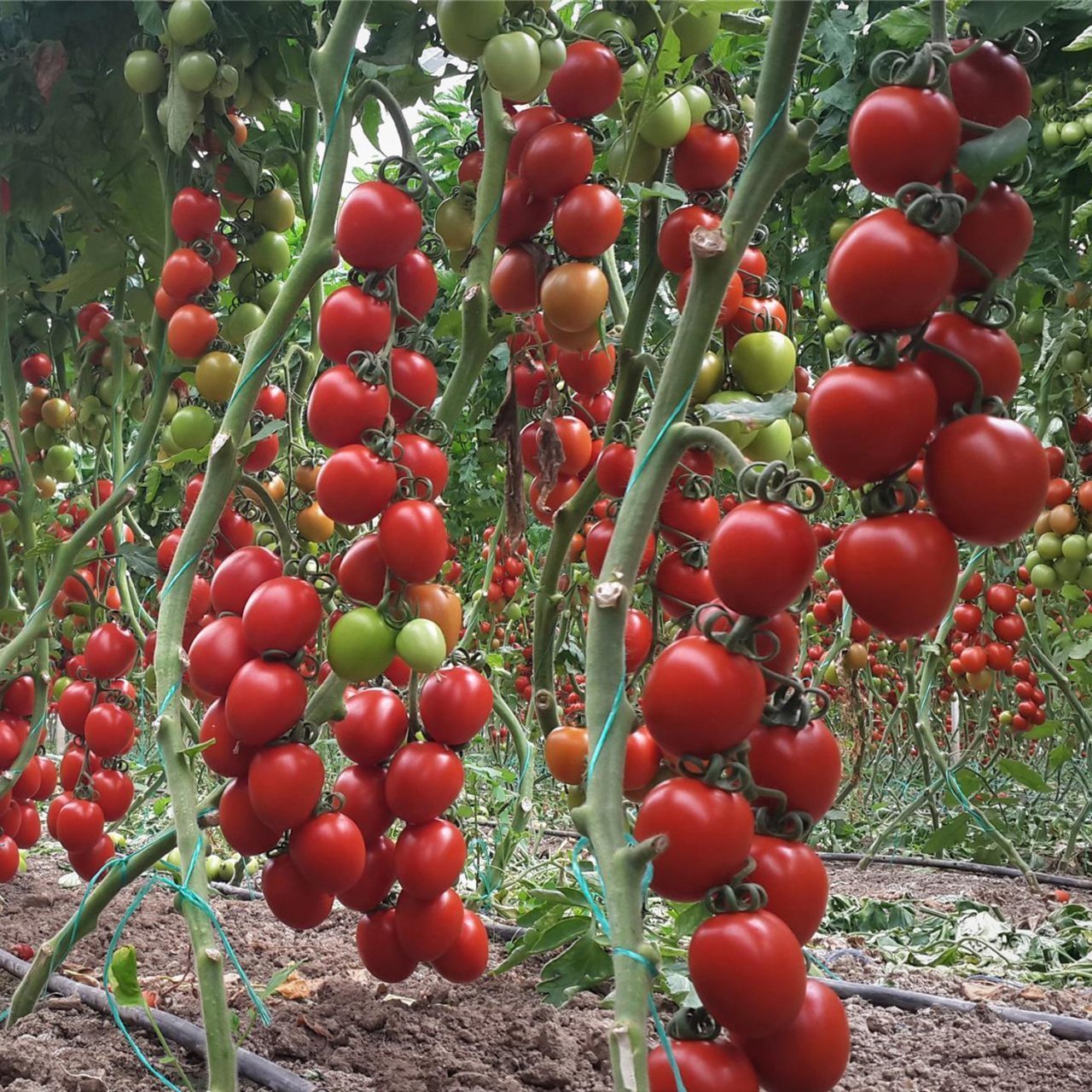 Yeniçeri Sırık Domates Fidesi (5 Adet)