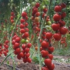 Yeniçeri Sırık Domates Fidesi (5 Adet)