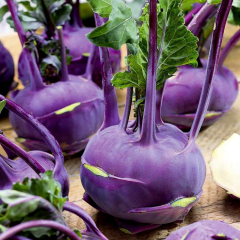 Ata Tohumları Mor Kohlrabi (Alabaş) Tohumu (15 Tohum)