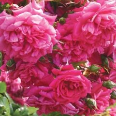 Tüplü Kokulu Yediveren Laguna Koyu Pembe Sarmaşık Gül Fidanı