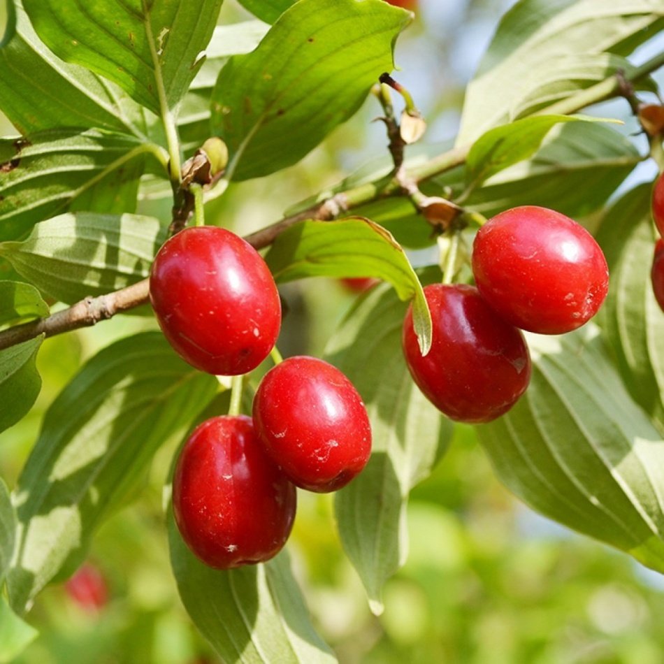 Tüplü Şifalı Kızılcık Fidanı