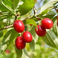 Tüplü Şifalı Kızılcık Fidanı