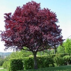 Tüplü Kırmızı Yapraklı Süs Eriği Ağacı Fidanı 130-180 cm