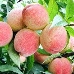 Tüplü Aşılı Yarı Bodur Kardelen Şeftali Fidanı