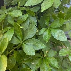 Beş yapraklı Jiaogulan Ginseng Fidesi (3 adet)