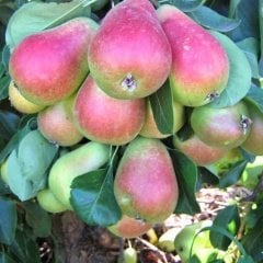Tüplü Aşılı Yarıbodur Aromatik Bol Verimli Carmen Armut Fidanı
