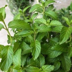 Lemon Kokulu Swiss Nane Fidesi (5 adet)