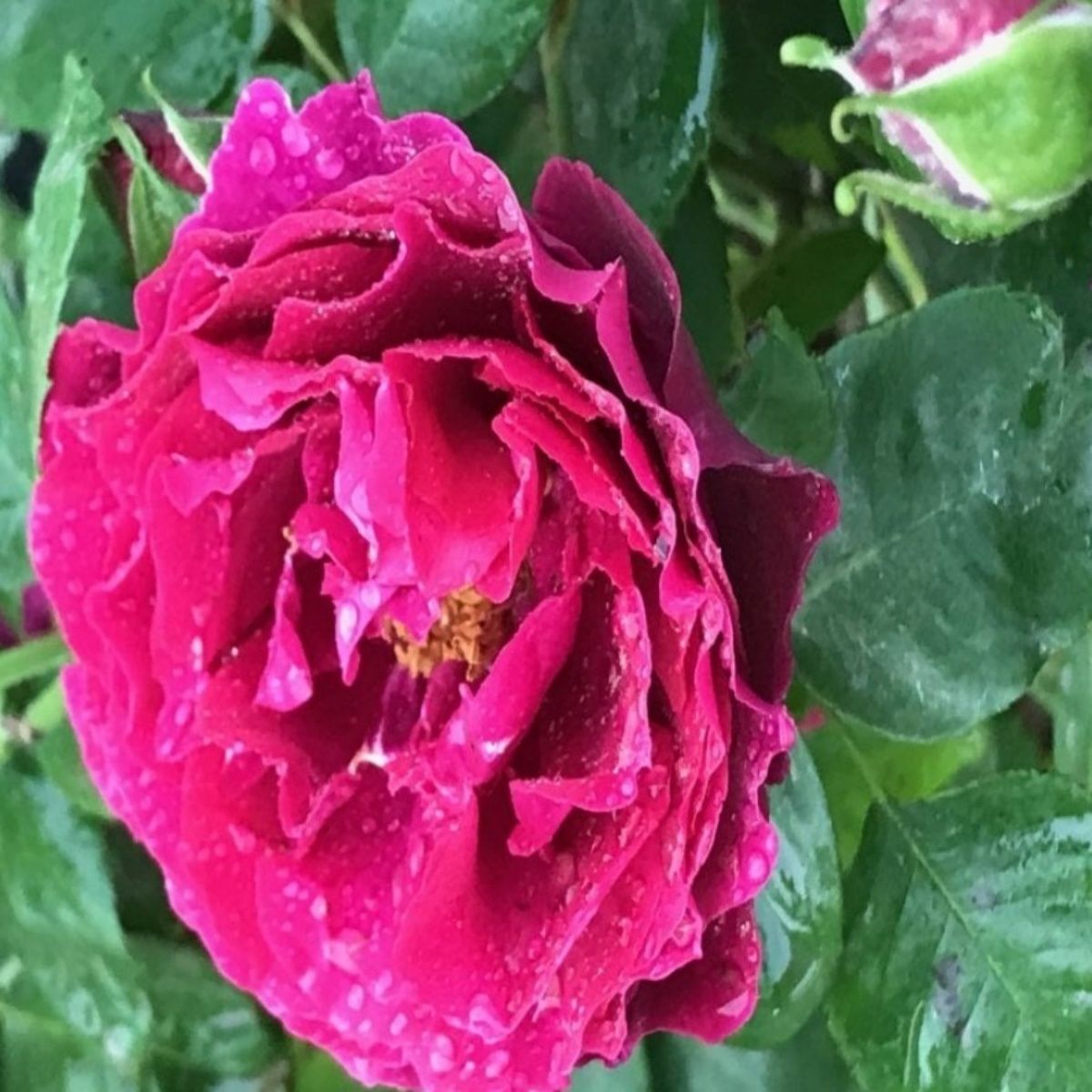 Tüplü Yediveren Nazende Yoğun Kokulu Koyu Mor Sarmaşık Gül Fidanı (120-160 cm)