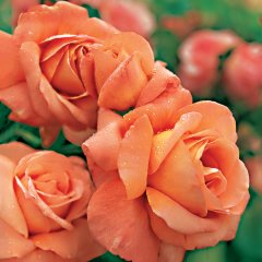 Kokulu Yediveren Love Paradise Somon Gül Fidanı