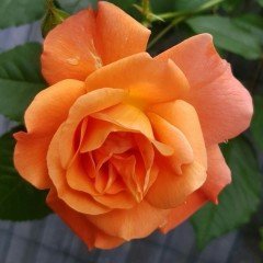 Osmangazi Kokulu Yalınkat Kavuniçi Gül Fidanı