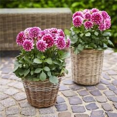 İri Çiçekli Lubega Burgundy White Dahlia Çiçeği Fidesi (1 Adet Fide)