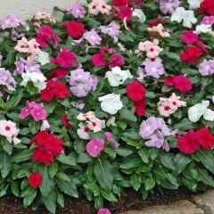 Herdem Yeşil Mixed Soğuklara Karşı Dayanıklı Vinca Cezayir Menekşesi Çiçeği Fidesi (5 Adet Fide)