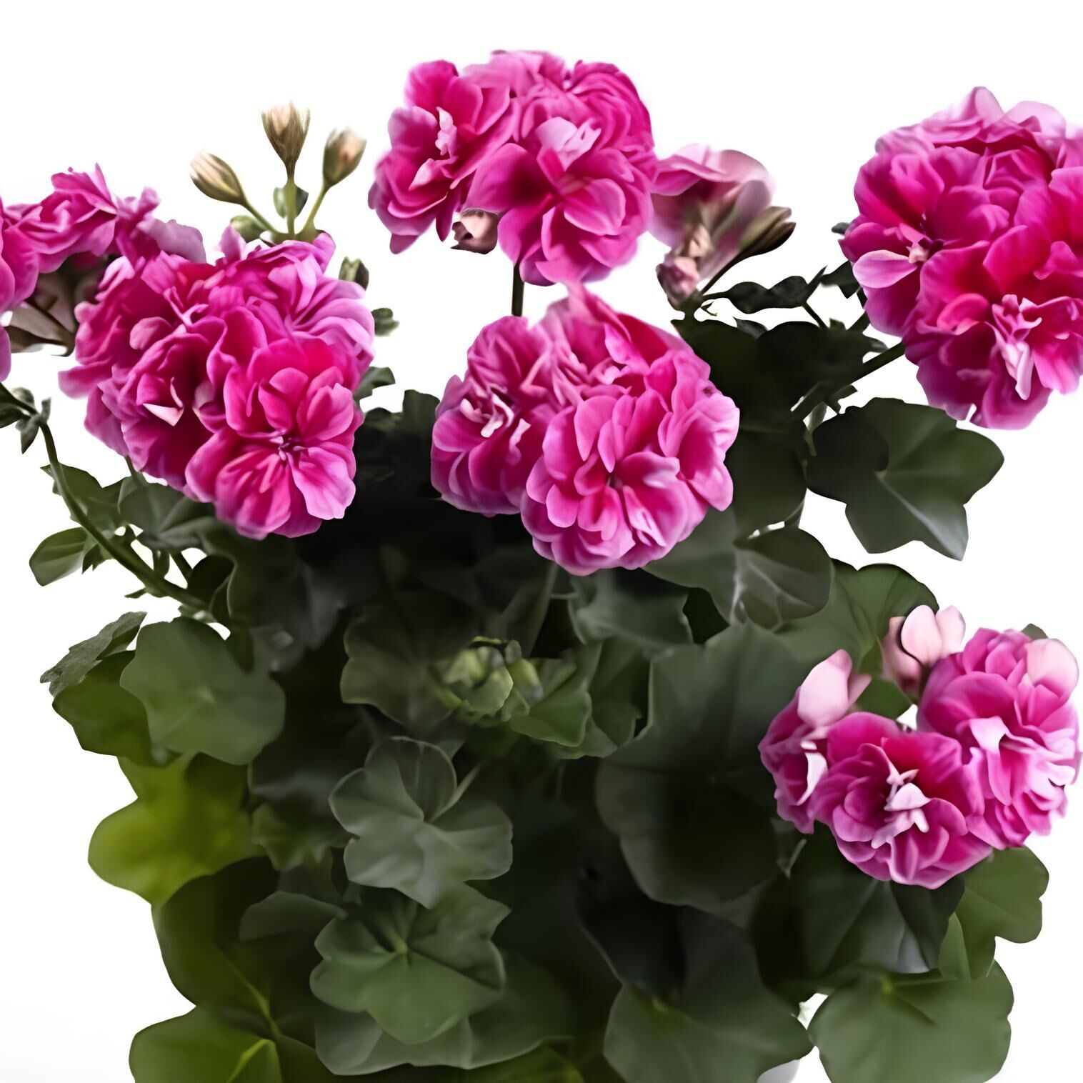 Nadir Bitki Katmerli Sarkan Grandeur İvy Stardust Sakız Sardunya Fidesi (1 Adet Fide)