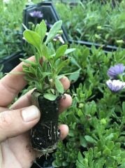 Çok Yıllık Erato Double White Blush Bodrum Papatyası Çiçeği Fidesi (1 Adet Fide)