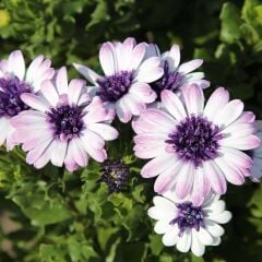 Çok Yıllık Erato Double White Blush Bodrum Papatyası Çiçeği Fidesi (1 Adet Fide)