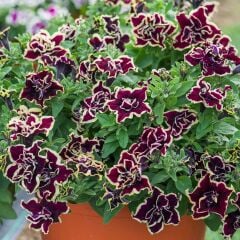 Tumbelina Superstar Kokulu Katmerli Sarkıcı Petunya Çiçeği Fidesi (1 Adet Fide)