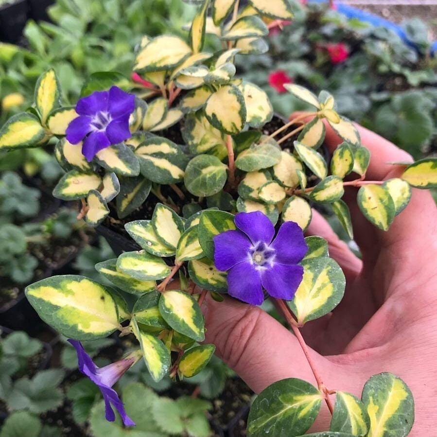 Herdem Yeşil İmagine Soğuklara Karşı Dayanıklı Vinca Minor Çiçeği Fidesi (1 Adet Fide)