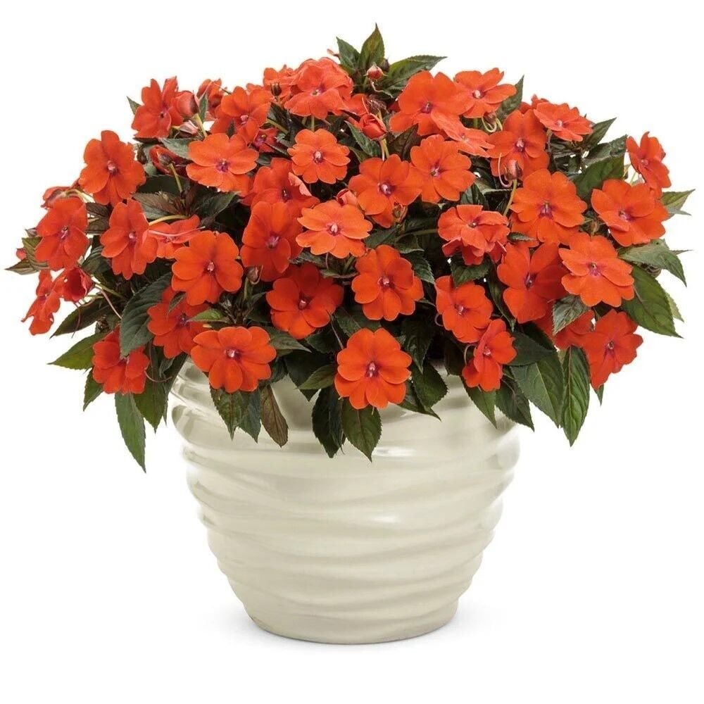 Özel Seri Turuncu Magnifico Orange Yeni Gine Cam Güzeli Çiçeği Fidesi (1Adet Fide)