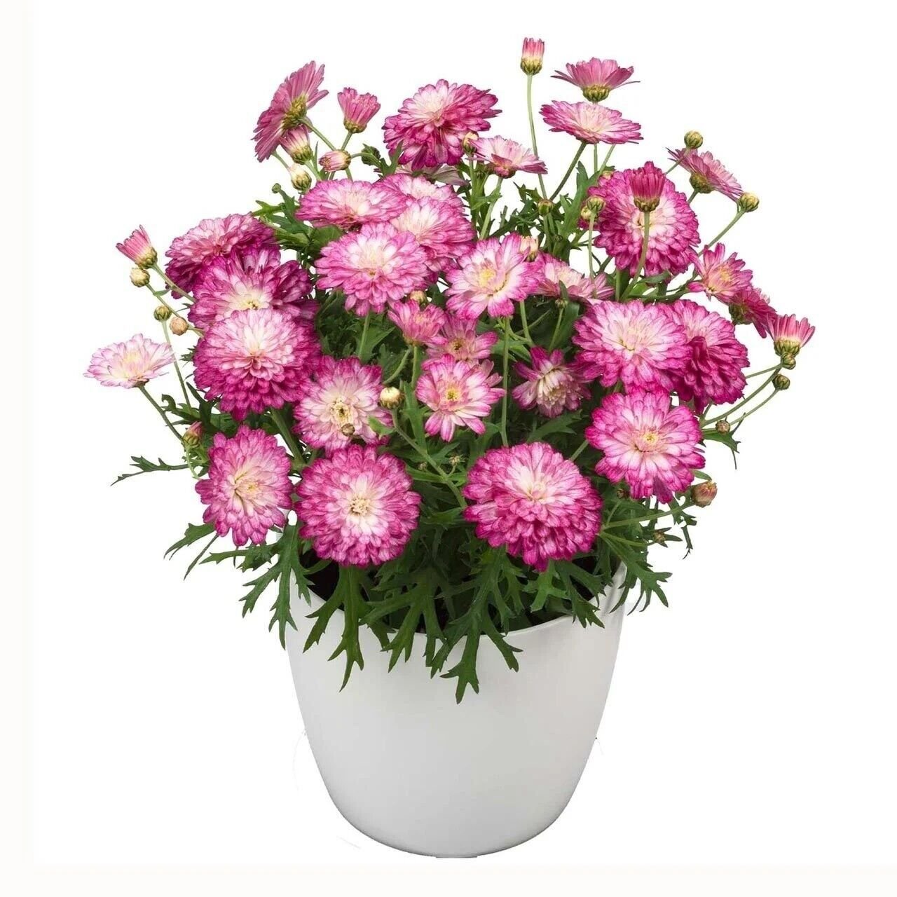 Özel Seri Aramis Double Strawberry Cream Katmerli Çeşme Papatyası Çiçeği Fidesi (1 Adet Fide)