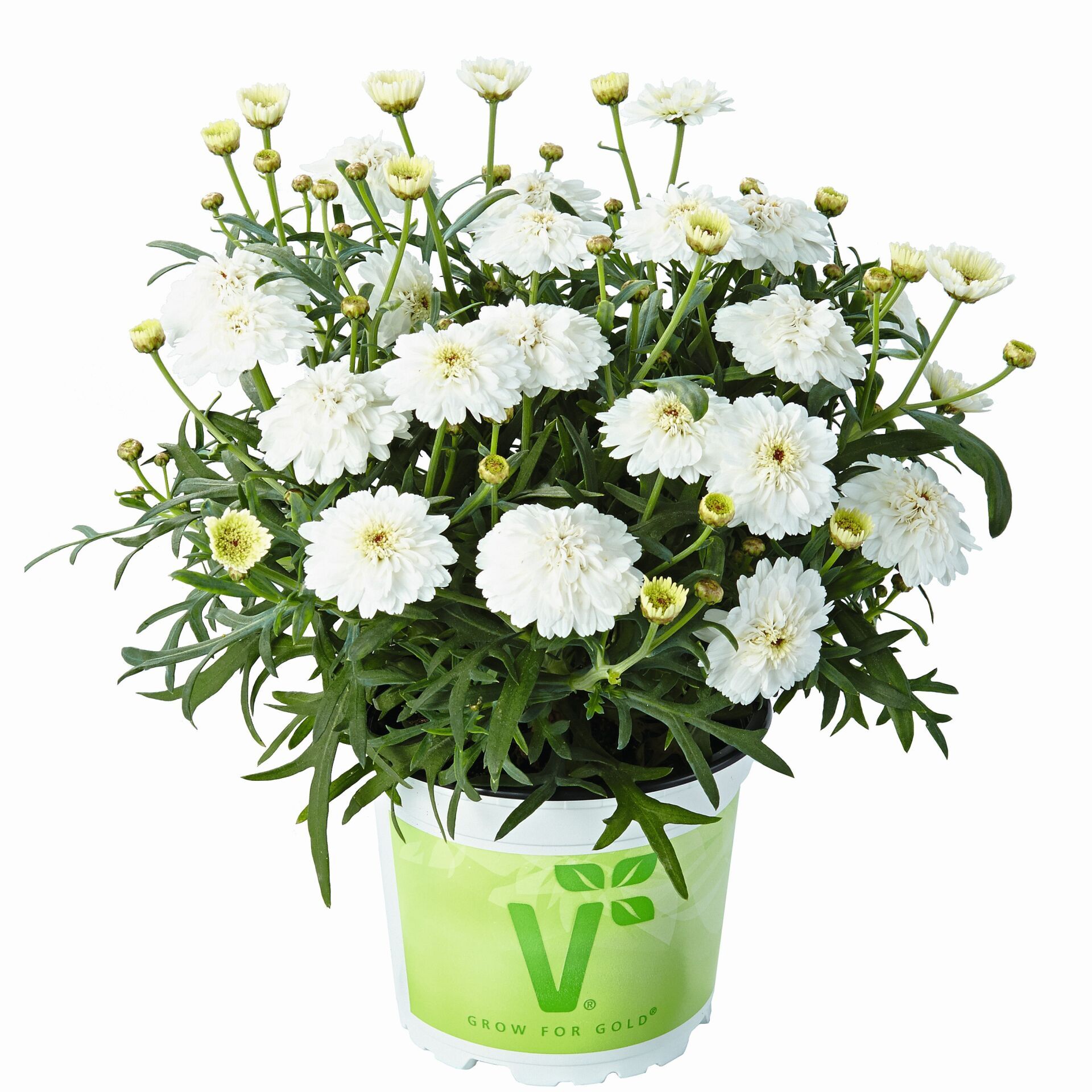 Özel Seri Aramis Double White Katmerli Çeşme Papatyası Çiçeği Fidesi (1 Adet Fide)