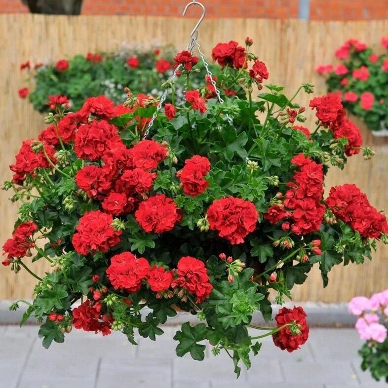 Nadir Bitki Katmerli Sarkan Grandeur İvy Arctic Burgundy Sakız Sardunya Fidesi (1 Adet Fide)