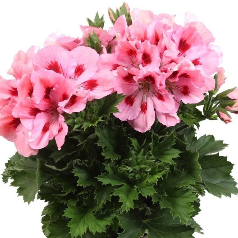 Pelargonium Grandiflorum Aristo Pink Sardunya Canan Çiçeği Fidesi (1 Adet Fide)