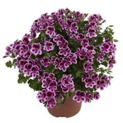 Melek Gözü Sarkıcı PAC Angeleyes Burgundy Sardunya Canan Çiçeği Fidesi (1 Adet Fide)