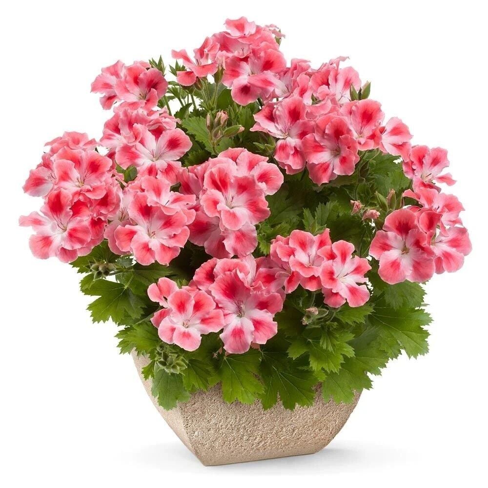 Özel Çeşit Nadir Pink White Clarion Canan Çiçeği Fidesi (1 Adet Fide)