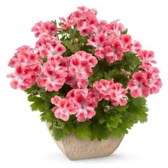 Özel Çeşit Nadir Pink White Clarion Canan Çiçeği Fidesi (1 Adet Fide)