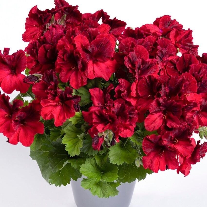 Aristo Deep Red Sardunya Canan Çiçeği Fidesi (1 Adet Fide)