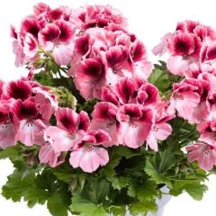 Sınırlı Stok Nadir Renkler Aristo Romance Sardunya Canan Çiçeği Fidesi (1 Adet Fide)