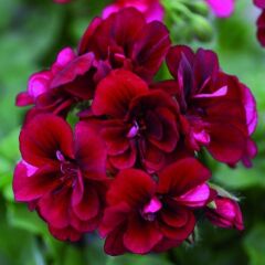 Nadir Bitki Katmerli Sarkan Grandeur İvy Velvet Sakız Sardunya Fidesi (1 Adet Fide)