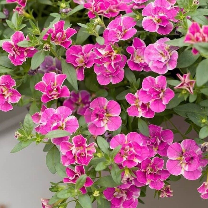 Calita Katmerli Double Pink Splash Petunya Çiçeği Fidesi (1 Adet Fide)