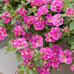 Calita Katmerli Double Pink Splash Petunya Çiçeği Fidesi (1 Adet Fide)