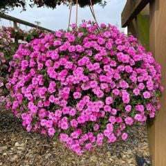 Calita Katmerli Double Rosy Calibrochoa Çiçeği Fidesi (1 Adet Fide)